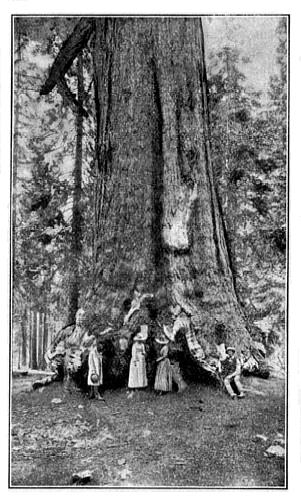 "Grizzly Giant," Mariposa Grove.