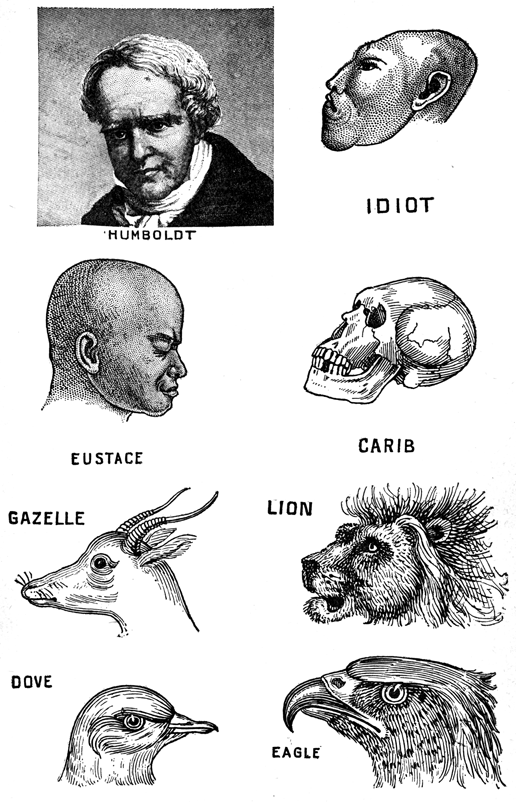 Comparative illustrations (head profiles)