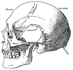 Bony skull, with the lobes labeled. Left profile.