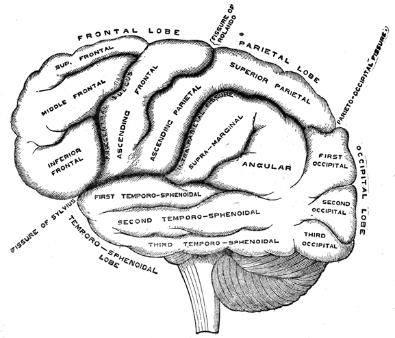 Left view of the brain, with parts labeled.