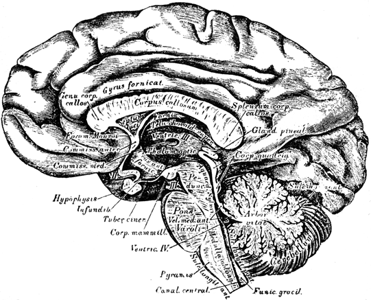 Left profile cutaway view of (labeled) brain.
