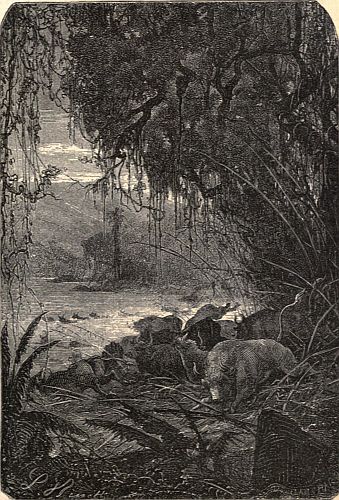 "The entire drove . . . dashed at full gallop into the stream."