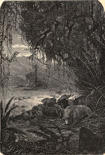 "The entire drove .&nbsp;.&nbsp;. dashed at full gallop into the stream."