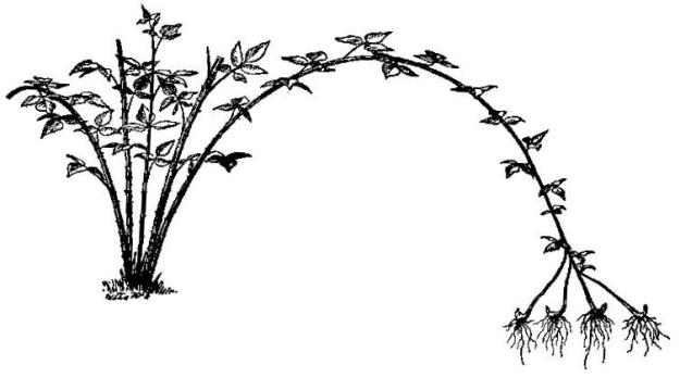 Plant of a black raspberry