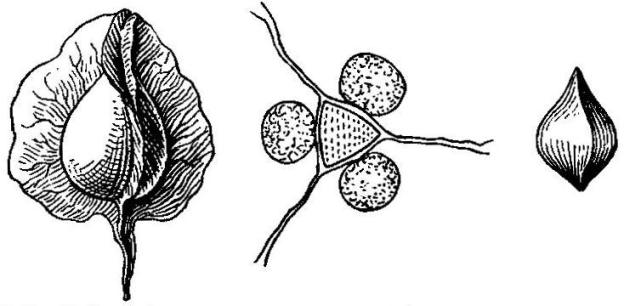 Fruit and adherent calyx of narrow-leaved dock