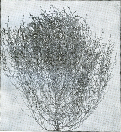 Mature dry plant of Russian thistle