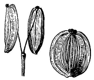Dry twin fruits of the parsnip