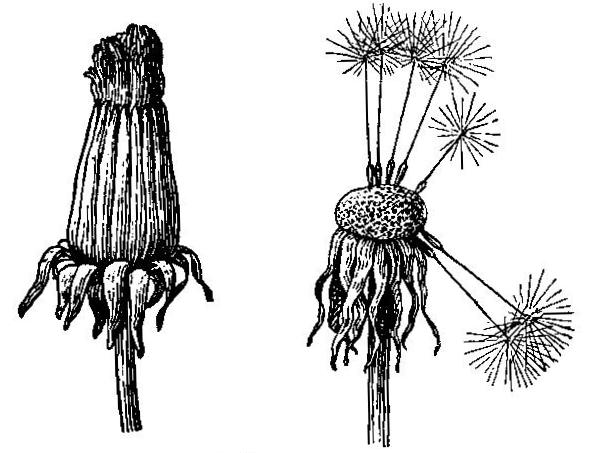 Heads of the dandelion in fruit