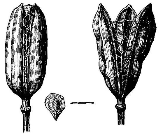 Two views of a lily fruit and seed