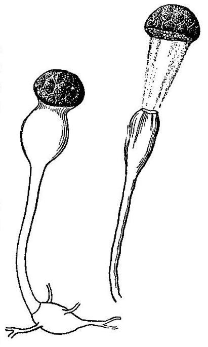 Spores of Pilobolus