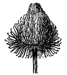 A head of the fruits of burdock