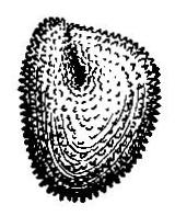 Seed of cockle