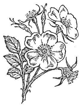 The Seed, the Child of the Plant, is at the Heart of
Every Flower