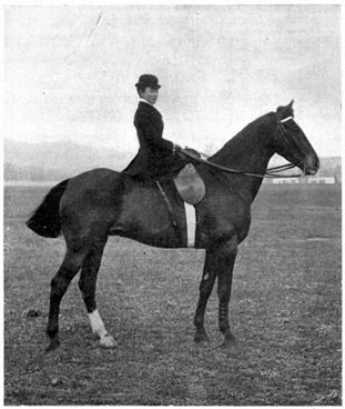 Woman seated side-saddle on a horse.