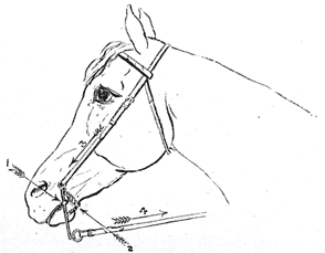 Drawing of horse's head with curb bridle, showing pressure points when reins are pulled.