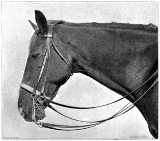 Horse's head wearing double bridle.