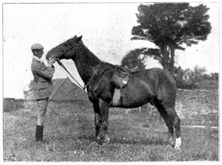 Man standing in front of a horse, with its head lifted to show length of martingale.