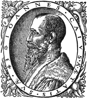 Caius in profile