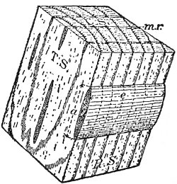 Block of Oak