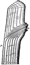 Section of Wood