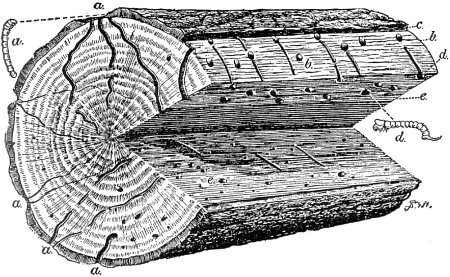 Work of Timber Worms in Oak