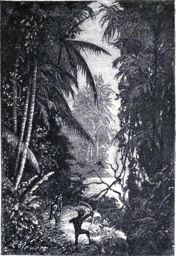The luxuriant vegetation of the Papuan Islands