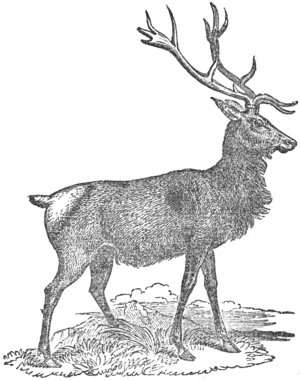 The Wapiti Deer.