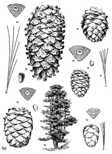 PLATE VIII. P. KORAIENSIS (85, 86), CEMBRA (87-88),
ALBICAULIS (90-92)