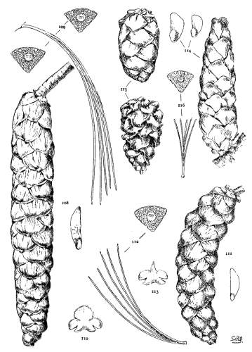 PLATE XI. P. EXCELSA (108-110), PEUCE (111-113),
PARVIFLORA (114-116)