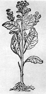 The harsh species of tobacco which Rolfe found
the Indians cultivating.