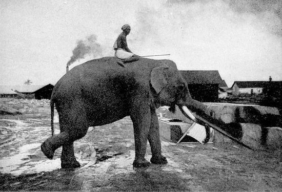 Elephant Piling Teak