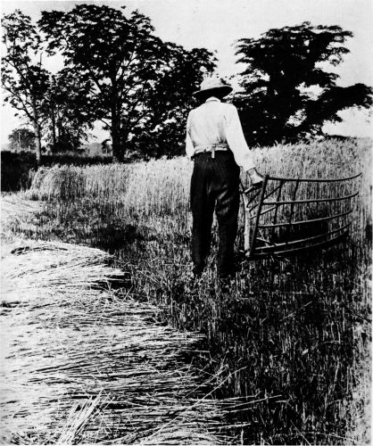 Figure 9.--Grain cradle in use in the field. International Harvester Corporation photo.
(Catalog No. 91.)