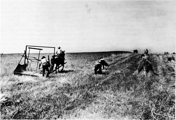 Figure 10.--McCormick reaper (1831) in use in the field. Photo courtesy of International Harvester Corporation.
(Catalog No. 98.)