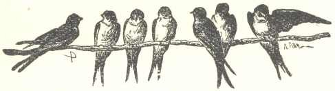 Decorative graphic of birds on branch