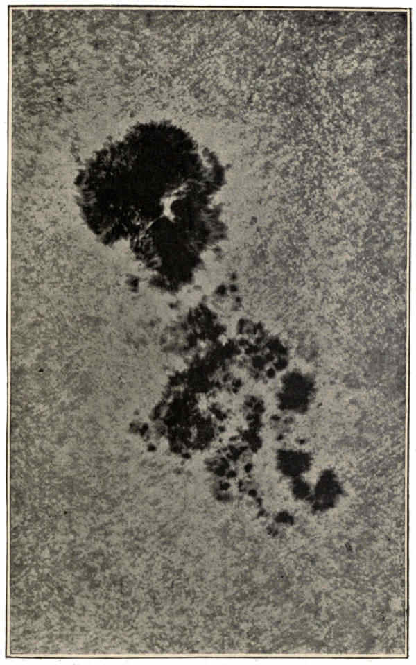 Fig. 12.—Photograph of the Solar Surface.