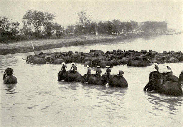elephants crossing river
