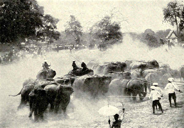elephants being herded