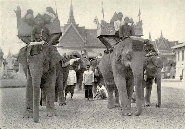 elephants leading a pageant