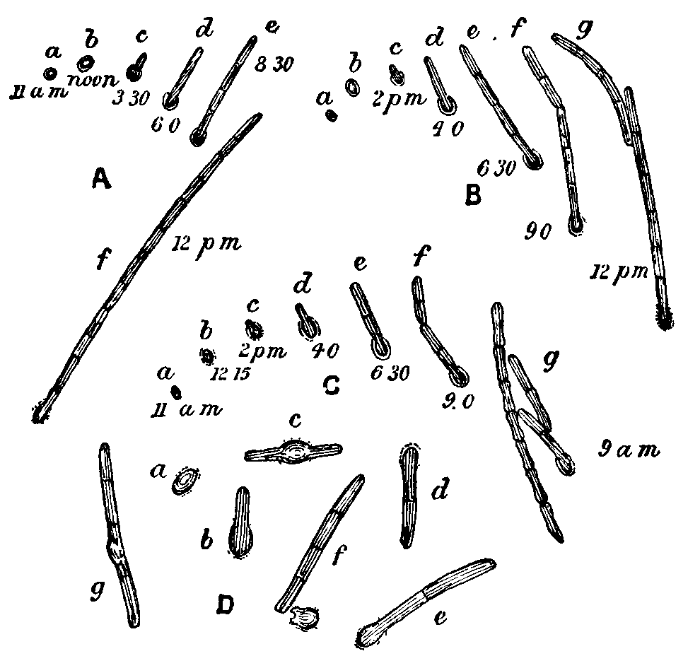 The Encyclopædia Britannica, Volume III Part 1 Slice 2 picture