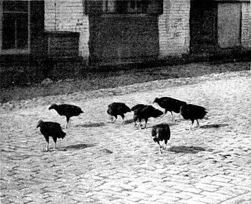 THE SCAVENGERS OF CHARLESTON, SOUTH CAROLINA