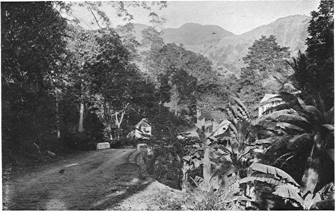 Photograph of forest scenery in Jamaica.