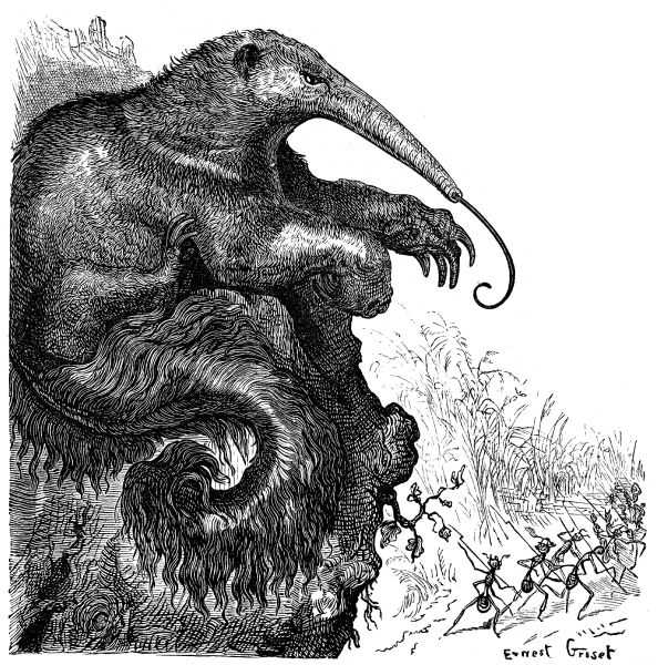 Illustration: "A LITTLE ANT-EATER SLOWLY UNCOILING ITSELF."