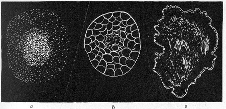Fig. 145.—Types of colonies: a, Grumose; b,
moruloid; c, clouded.