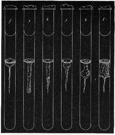 Fig. 151.—Stab cultivations—types of growth: f,
Crateriform; g, saccate; h, infundibuliform; j, napiform; k,
fusiform; l, stratiform.