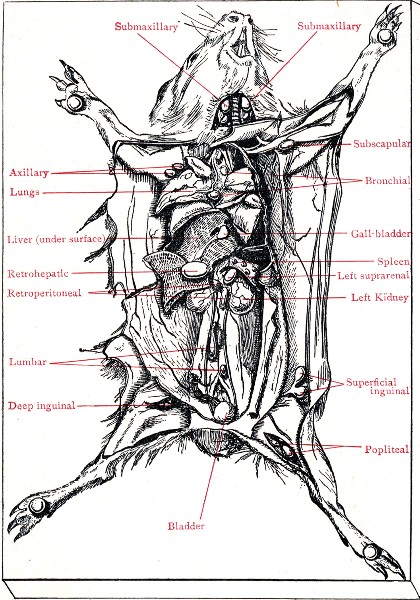 Fig. 215.—Cadaver of guinea-pig experimentally infected
with B. tuberculosis.