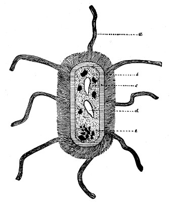 Fig. 85.—Dragrammatic sketch of composite bacterium to
illustrate details of anatomical structure.