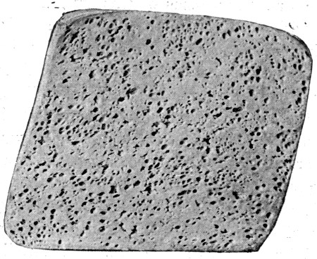 Fig. 16. Cheese made from "gassy" milk.