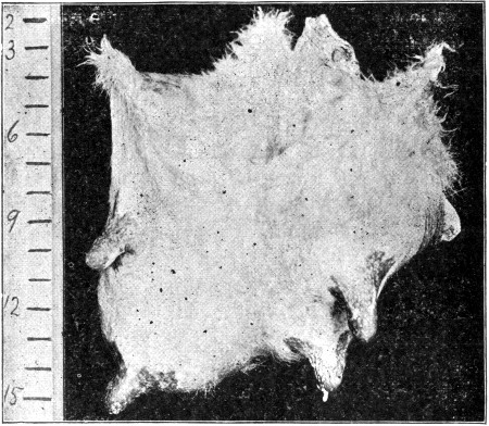 Fig. 21: Front view of a tuberculous udder, showing extent
of swelling in single quarter.