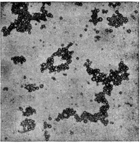 Fig. 22. Microscopic appearance of normal milk showing
the fat-globules aggregated in clusters.