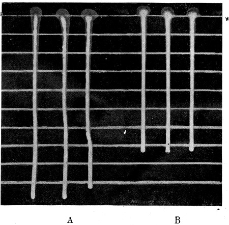 Fig. 29. Relative consistency of pasteurized cream before
(A) and after (B) treatment with viscogen as shown by rate of flow down
inclined glass plate.